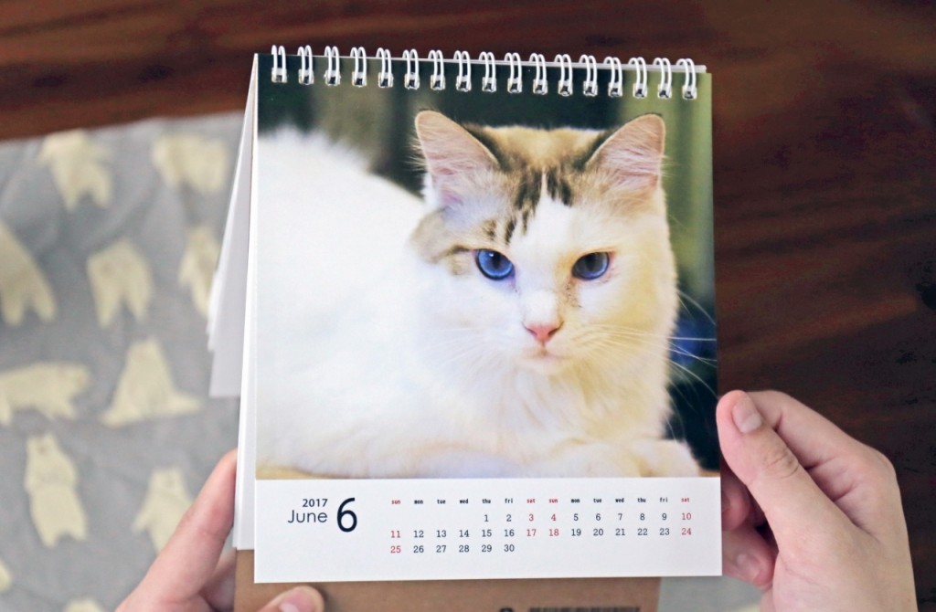 貓咪桌曆